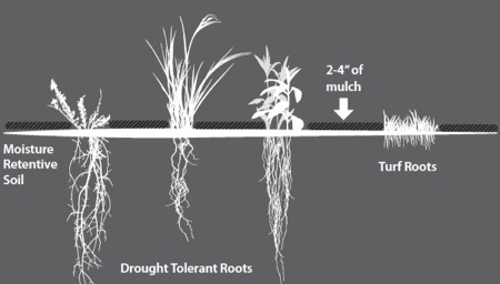 Drought tolerant roots, in moisture retentive soil, covered by 2-4 inches of mulch