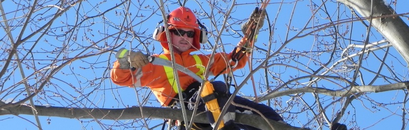 A trained arborist safely trims branches in a tree