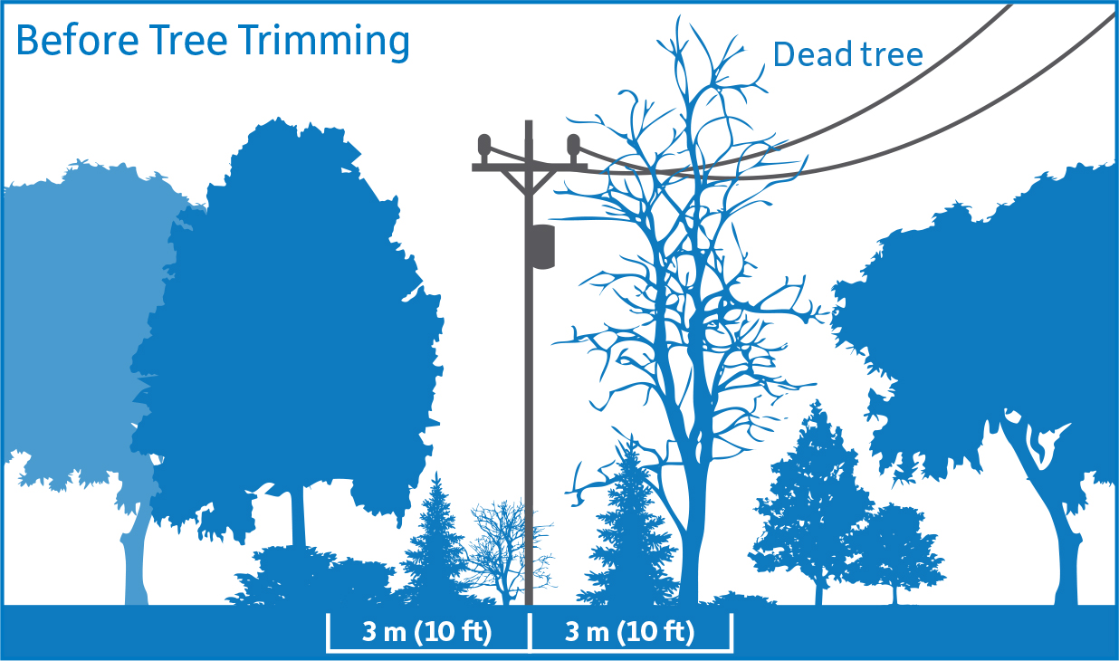 Diagram showing before tree trimming. Vegetation is encroaching upon the 3 meter safe limits.