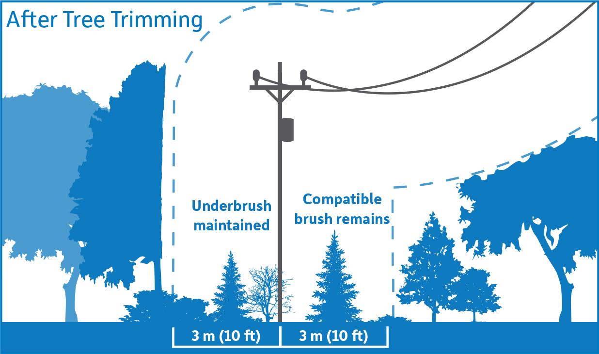 Diagram showing after tree trimming. Vegetation within the 3 meter safe limits has been removed 