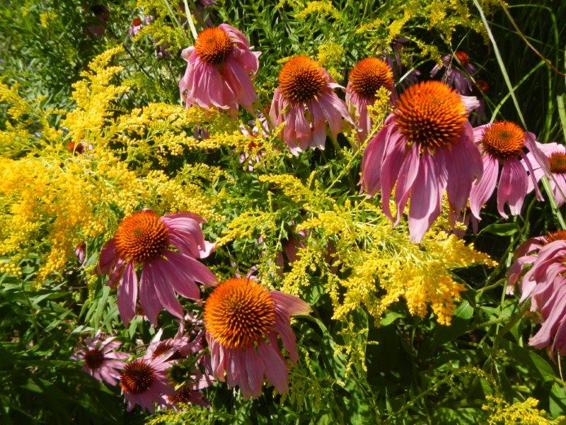 coneflower 