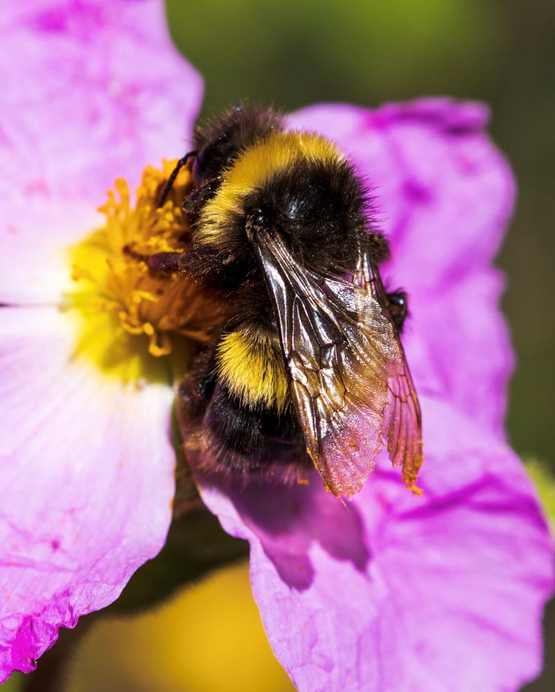 Yellow-banded bumblebee ( Bombus terricola ) on a rock rose