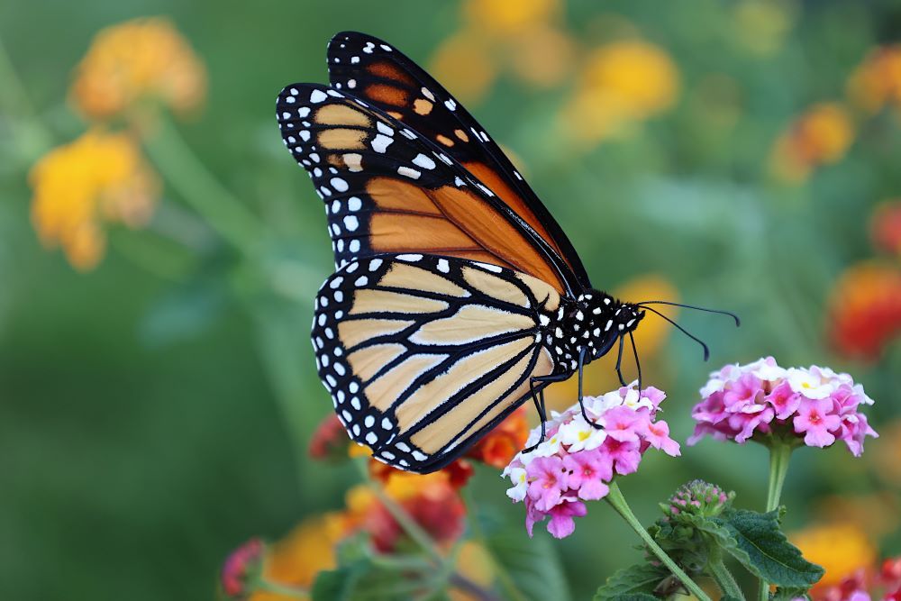 Monarch Butterfly Sampling Lantana Flowers 