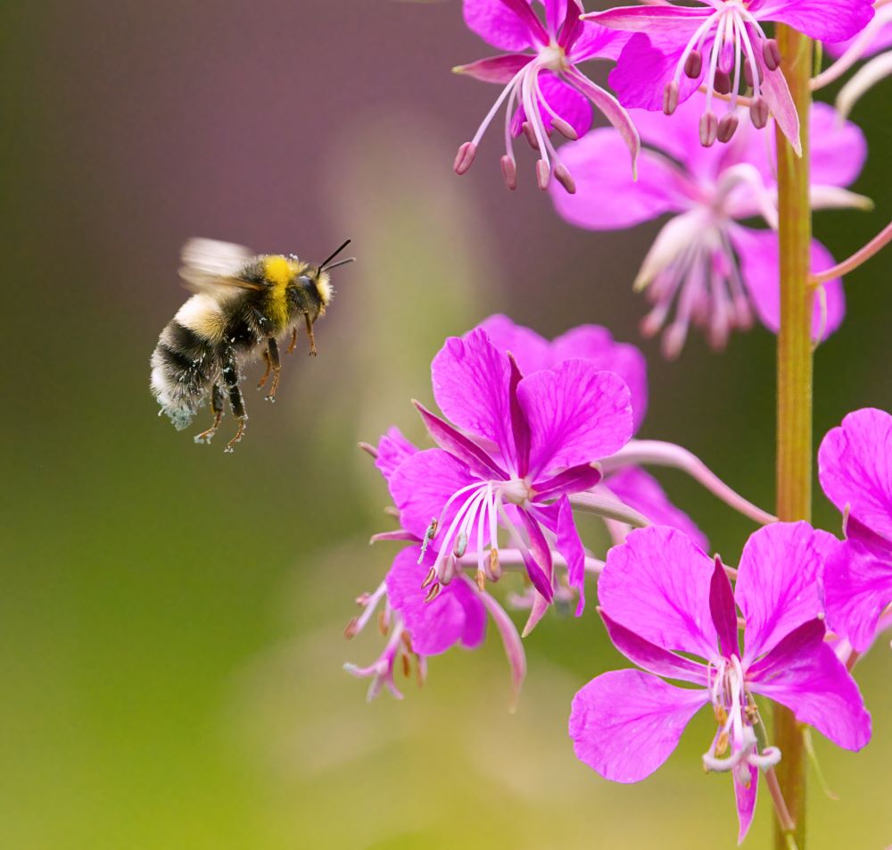 Bombus bohemicus, also known as the gypsy's cuckoo bumblebee flying to the flower