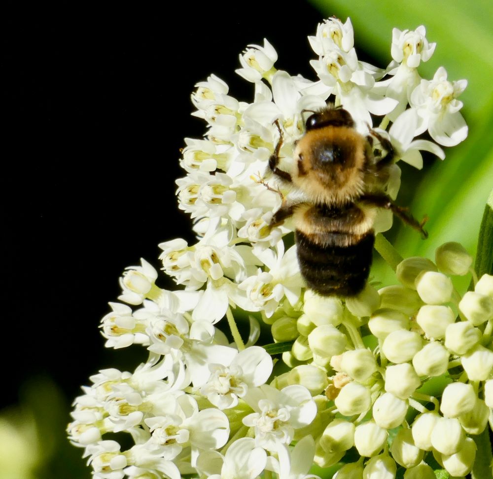 BUMBLEBEE ON ELEGANT WILD WHITE FLOWERS - ON BLACK BACKGROUND