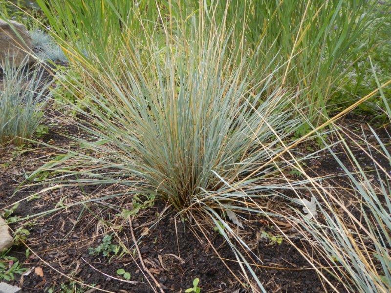 little bluestem grass