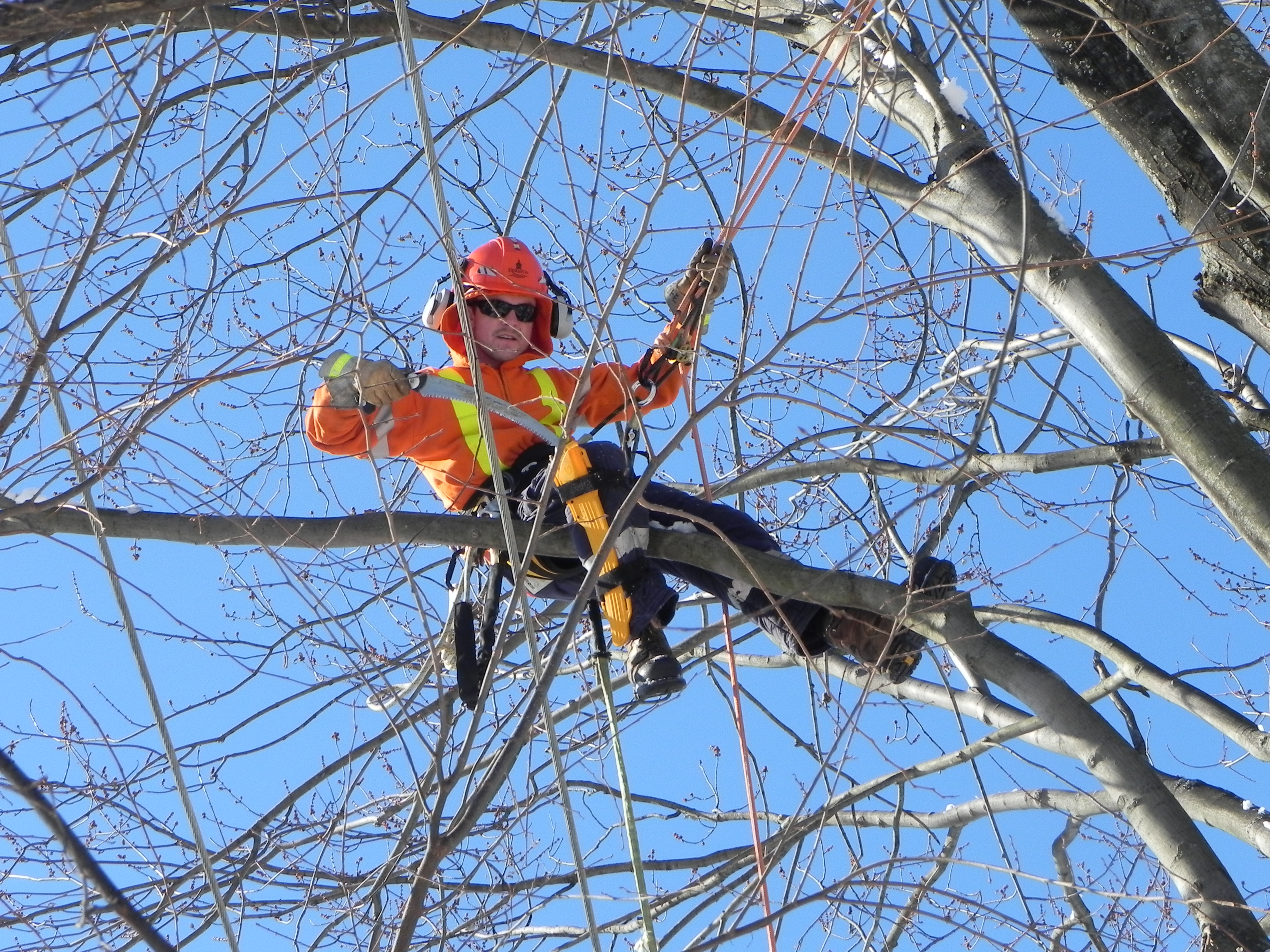 Tree Trimming Program Underway: April–November 2026