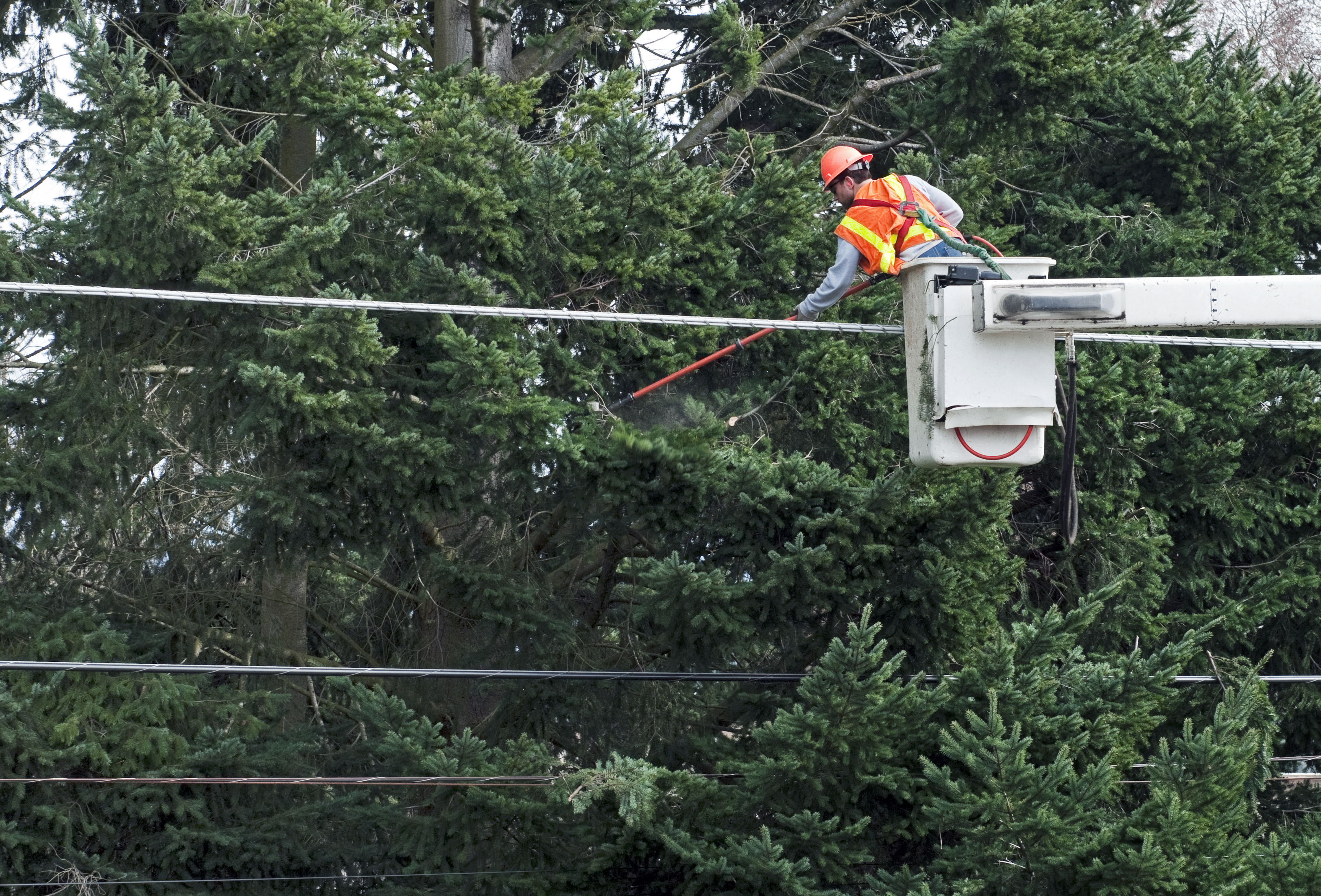Tree Trimming Program Underway: April–November 2026