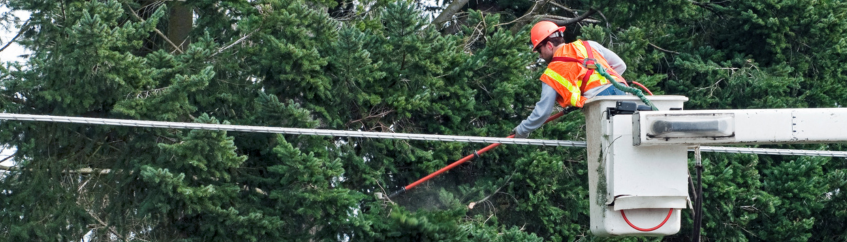 Arborist wearing high‑visibility safety gear works from a bucket truck, trimming evergreen branches near overhead power lines, with tall trees filling the background.