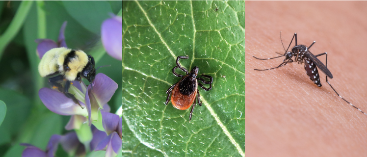 Photos of ticks and other insects