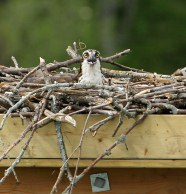 Utilities Kingston Creates Platform to Keep Nesting Ospreys Safe