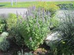 Anise Hyssop 'Blue Fortune'