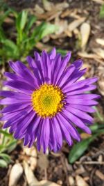 Aster, Alpine 'Dark Beauty'