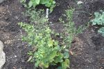 Aster, Heartleaf