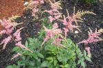 Astilbe 'Bressingham Beauty'