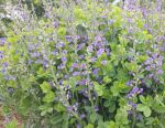 Baptisa 'Blue False Indigo'