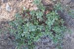 Bearberry/Kinnikinnick