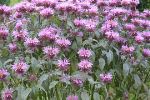 Bergamot/Bee Balm 'Marshall's Delight'