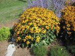 Black-Eyed Susan