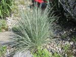 Blue Fescue, 'Elijah Blue'