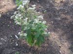 Boneset, Thoroughwort