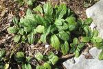 Bugleweed