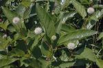 Buttonbush