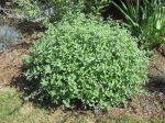 Catmint 'Walker's Low'