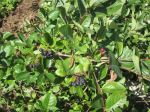 Chokeberry