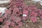 Coral Bells 'Palace Purple'