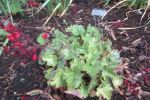 Coral Bells 'Ruby Bells'
