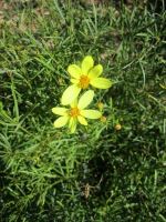 Coreopsis 'Moonbeam'