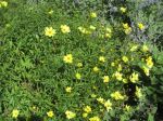Coreopsis 'Sunshine'