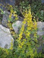 Creeping Jenny