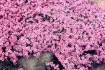 Creeping Phlox