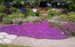 Creeping Woolly Thyme