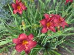 Daylily 'Little Wine Cup'
