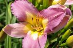 Daylily 'Nile Crane'