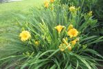 Daylily 'Stella D'oro'