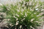 Dwarf Fountain Grass