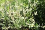 Flamingo Willow