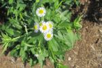 Frost Aster