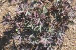 Geranium 'Hocus Pocus'/ Meadow Cranesbill