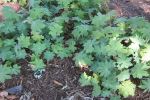 Geranium Macrorrhizum/ Bigroot Cranesbill