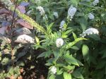 Gooseneck Loosestrife