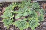 Hens and Chicks