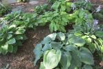 Hosta, multiple varieties