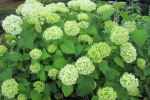 Hydrangea