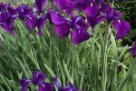 Iris, Siberian