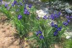 Iris, Siberian 'Caesar's Brother'